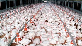 Tết năm nay, dự báo khủng hoảng thiếu thịt gà
