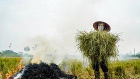 Vỏ lạc, vỏ chuối, dưa hấu, rơm rạ... là “vàng” nhưng chúng ta lãng phí