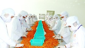 Shrimp processed for export in the Mekong Delta (Photo: SGGP)