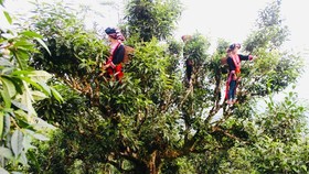 Vietnam wins big tea contract with Malaysian partner