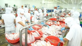 Chế biến cá xuất khẩu tại Công ty APT, TPHCM. Ảnh: CAO THĂNG