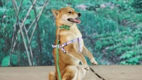 Đừng khắt khe với Cậu Vàng
