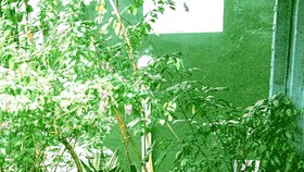 Góc nhỏ màu xanh trong gia đình nuôi dưỡng những câu chuyện đẹp. Ảnh: KHANH TRỊNH