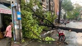 Nơm nớp nỗi lo cây xanh gãy đổ