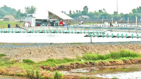 Người dân huyện biên giới Tân Hưng nuôi tôm thẻ trong vùng nước ngọt
