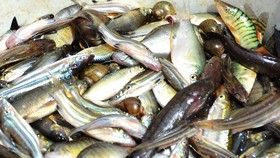 Mưu sinh mùa lũ muộn