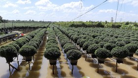 Đồng Tháp phát huy mô hình kinh tế tập thể