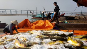 Ngư dân trúng mẻ cá chim vây vàng