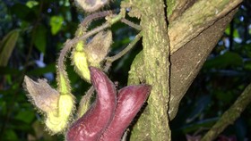 Mộc hương Vũ Quang (Aristolochia vuquangensis)