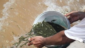 Thả 41.000 con cá giống vào sông Hương