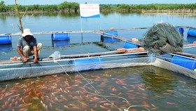 Đồng Nai: Giá thức ăn chăn nuôi tăng, người nuôi cá lao đao