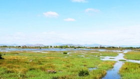 Ruộng đồng của người dân thôn Huỳnh Giản Bắc (xã Phước Hòa, huyện Tuy Phước, Bình Định) phải bỏ hoang vì nhiễm mặn nghiêm trọng. Ảnh: NGỌC OAI