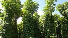 Bình Phước: Ngân hàng giảm lãi vay 8,2 tỷ đồng hỗ trợ người trồng tiêu