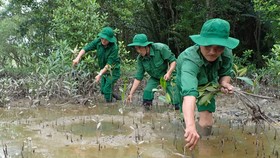 Lực lượng Thanh niên xung phong TPHCM tích cực trồng cây mới thay những cây bị gãy đổ tại rừng phòng hộ Cần Giờ. Ảnh: HOÀNG HÙNG