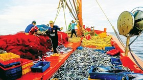 Nhiều sáng kiến trong đánh bắt trên biển giúp ngư dân Hoài Nhơn, tỉnh Bình Định khá giả hơn. Ảnh: ĐẶNG VĂN HẢI
