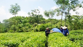 Công bố thương hiệu sản phẩm chè Hồng Lộc
