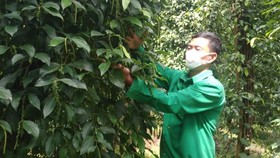 Đi lên nhờ trồng tiêu sạch