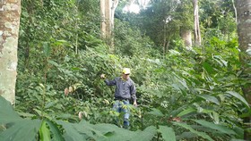 Rừng Tây Nguyên tăng hay giảm - Bài 2: Diện tích tăng, chất lượng giảm