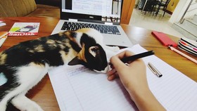 “Nhân vật” thường quấy rầy các lớp học trực tuyến