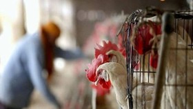 Nga: Lần đầu phát hiện virus H5N8 ở người