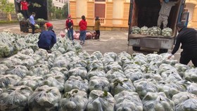 Ổi Thanh Hà, tỉnh Hải Dương chuẩn bị được chở lên Hà Nội tiêu thụ thông qua các nhóm thiện nguyện. Ảnh: HƯƠNG GIANG