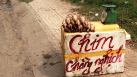 Lừa bán chim cút thải loại thành chằng nghịch