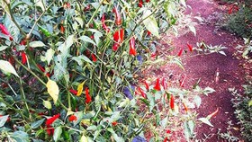 Bình Định: Ớt rớt giá, nông dân bỏ rụng