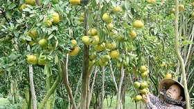 ĐBSCL: Trái cây được giá