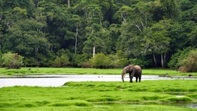 Một khu bảo tồn động vật gabon