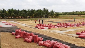 ĐBSCL: Lúa chất đống chờ thương lái