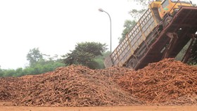 Tiêu thụ 6.300ha sắn cho nông dân