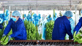 Trồng chuối tại một nông trường của HAGL Agrico... Ảnh: IT