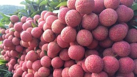 Vải thiều được bán trên cả 6 sàn thương mại điện tử.