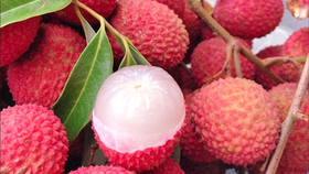Vải thiều Việt Nam bán tại 230 siêu thị Singapore, giá 105.000-120.000 đồng/kg