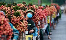 Những lý do giúp vải thiều tiêu thụ nhanh trong 'bão' Covid-19