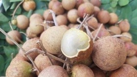 Bộ Nông nghiệp bàn chuyện tiêu thụ nhãn, chuối, tôm cua… cho miền Nam