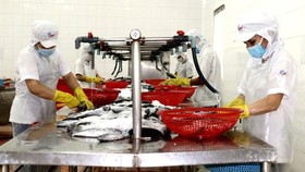 Công nhân Công ty cổ phần Kinh doanh thủy hải sản Sài Gòn tăng ca sản xuất.