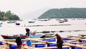 Thủ phủ tôm hùm Sông Cầu (tỉnh Phú Yên) bắt đầu hồi sinh sau bão lũ