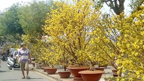 Kinh doanh mai, đào tết phải có nguồn gốc hợp pháp