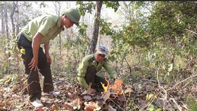 Tây Nguyên khẩn cấp phòng chống cháy rừng