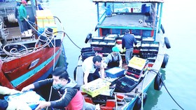 Lao động đi biển tại âu thuyền Cửa Sót, huyện Lộc Hà (Hà Tĩnh). Ảnh: DƯƠNG QUANG