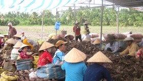 Giá khoai lang ở Đồng Tháp giảm mạnh