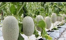 Miền Trung: Cây trái đặc trưng được mùa, giá cao