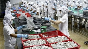 Mực xuất sang Trung Quốc tiếp tục tăng