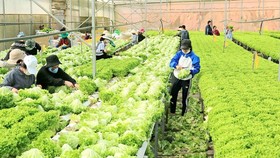 Nông dân Lâm Đồng xuống giống vụ rau mới