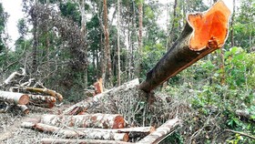 Kỷ luật hạt trưởng và kiểm lâm liên quan phá rừng ở Gia Lai