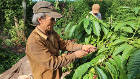 Nhiều nhà vườn tại TP Buôn Ma Thuột (Đắk Lắk) có năng suất cà phê giảm khoảng 30%. Ảnh: ĐÔNG NGUYÊN
