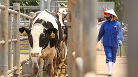 Vững đà tăng trưởng, TH true MILK đón đàn bò sữa cao sản nhập khẩu đầu tiên trong năm 2021