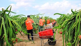 Thanh long ruột tím hồng độc đáo của Việt Nam (Ảnh do Công ty Hoàng Hậu cung cấp)