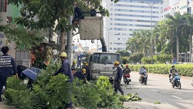 Nhân viên Công ty TNHH MTV Công viên Cây xanh TPHCM đang cắt tỉa cây trên đường Cộng Hòa (quận Tân Bình)
